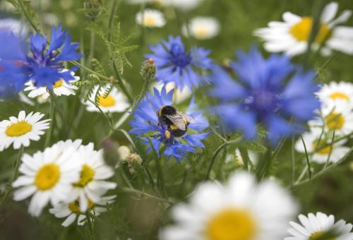 bee-on-cornflower